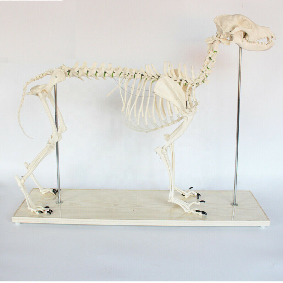 Large Dog Skeleton Model